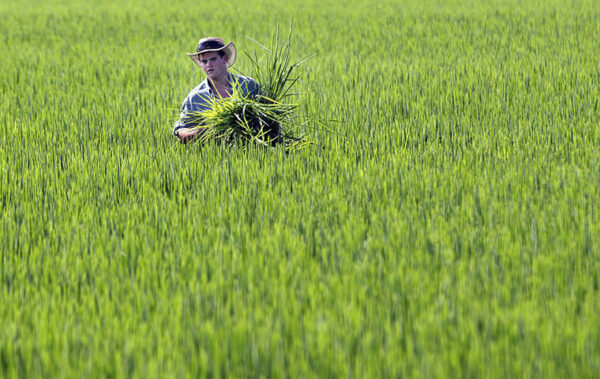 Facts of the Matter: Arsenic’s well-known dangers are felt through water and crops