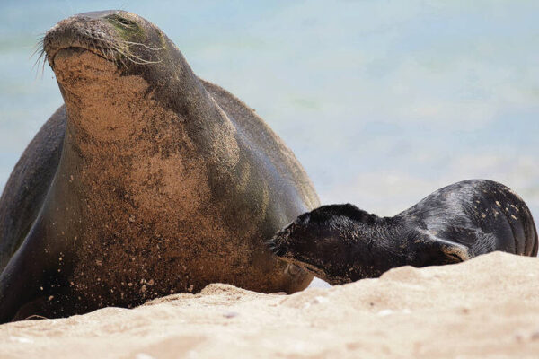 Monk seal pup born at Sand Island will be relocated