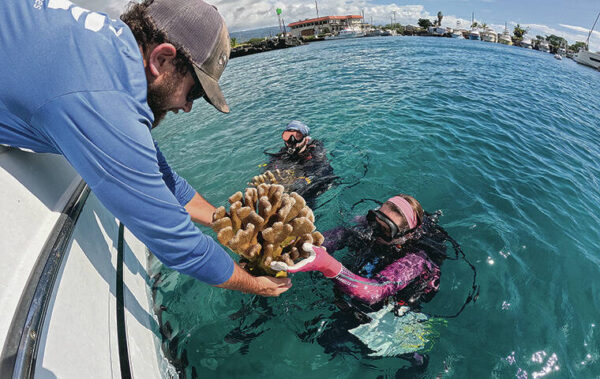 Major coral relocation effort completed on Hawaii island