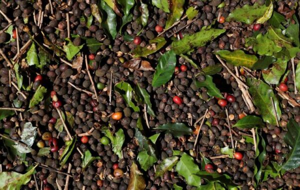 Coffee prices at 47-year high on Brazil crop concerns
