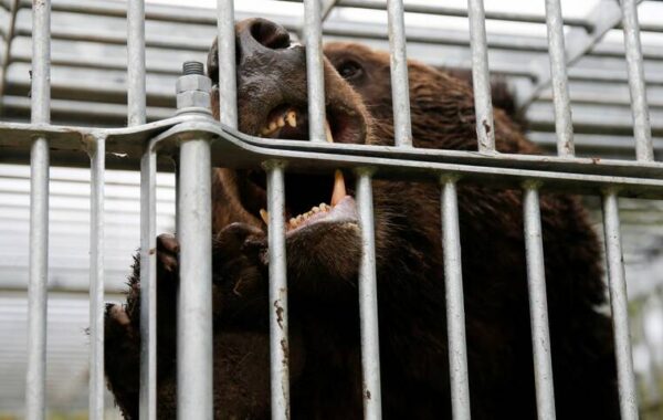 Bear attacks surge in Japan as aging hunters face challenges