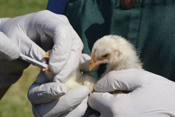 Off the news: Be vigilant, protect Hawaii against bird flu