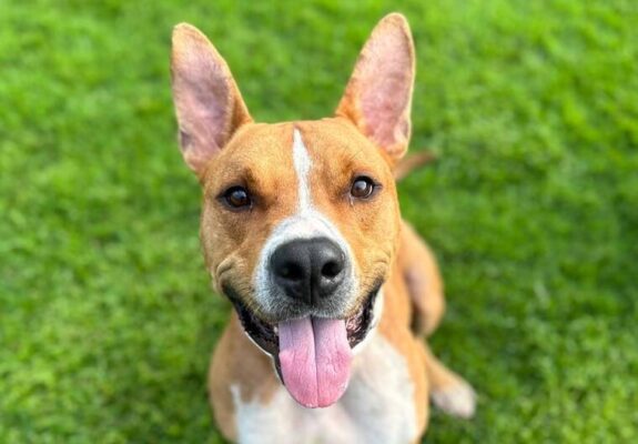 Kokua Line: Why waive pet adoption fees when ownership is costly?