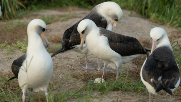 Wisdom the Laysan albatross has laid another egg at Midway